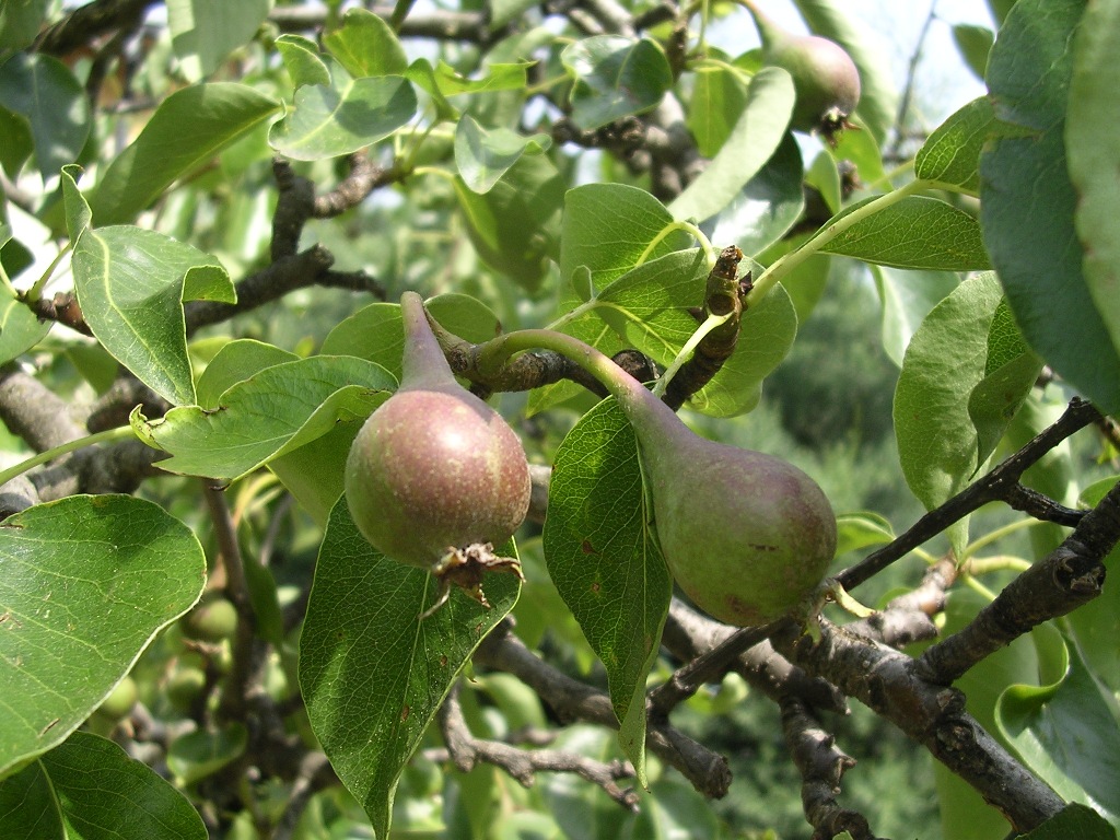 Pere - Pears